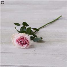 Single Rose Pink - Funeral Flowers Forest Hill